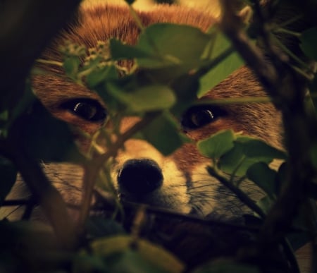 Laying Low - nose, watching, leaves, tree, fox, eyes