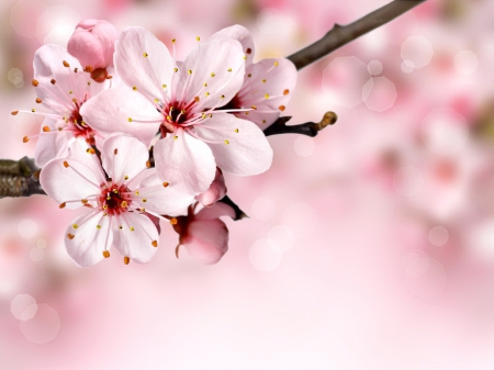 Spring blossoms - blossoms, blooming, flower, pretty, pink, beautiful, spring, background, lovely, tree, branch