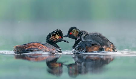 Red Eyes - amazing, water, sea, bird