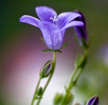 Purple - one, purple, amazing, flower