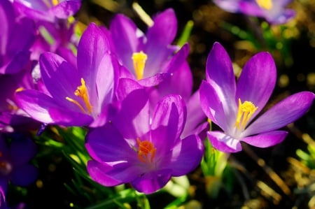 Spring flowers - flowers, pretty, purple, crocuses, beautiful, spring, lovely, freshness