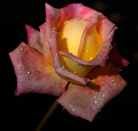 Rose - one, amazing, rose, flower