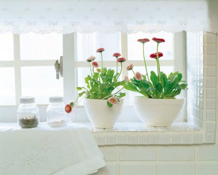 Beautiful Flowers - pot, flowers, white, window