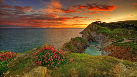 Sunset Flowers - clouds, England, horizon, coastline, beautiful, sea, grass, flowers, sunset, cliffs, sky