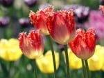 Tulips