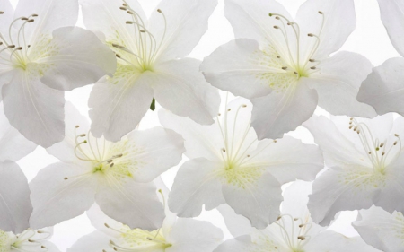 White Flowers - flowers, white, petals, bloom