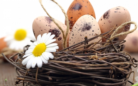 Happy Easter! - easter, daisy, spring, white, brown, yellow, nest, egg, flower