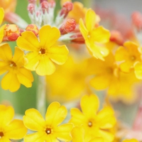 Yellow Primula