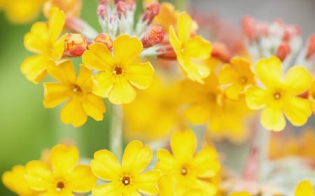 Yellow Primula - flowers, primula, yellow, bloom