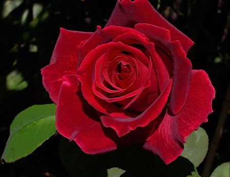 Rose - drops, bud, rose, background, flower, petals