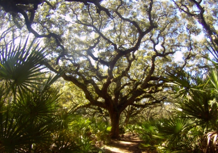 Cumberland Island - nature, fun, trees, forest, cool