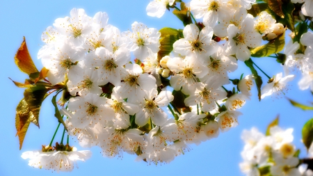 Spring Blossoms - flowers, blossoms, branch, cherry blossoms, Spring, leaves