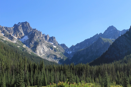 mountain forest - forest, cool, fun, nature, mountain