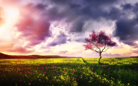 Sunset Over Flowers Field - hill, clouds, trees, birds, blossom, beautiful, spring, lovely, flowers, sunset, meadows, field, sky