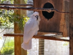 White Cockatoo 