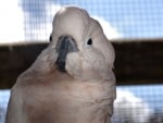 Cockatoo Close Up 