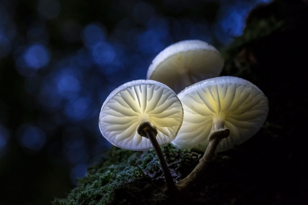 Fairy Lights - Night, Toadstool, Forest, Mushroom, White, Blue, Magical, Fungi, Glow