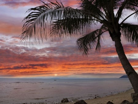 Palm tree at sunset Bohol island - beach, palm tree, clouds, sunset, sea, bohol island