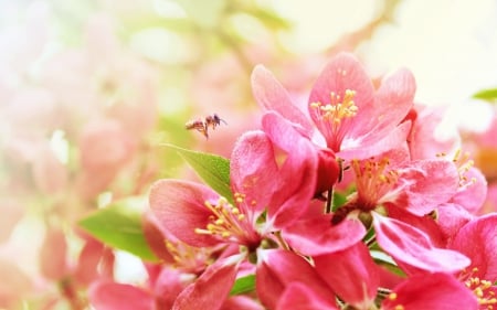 Pink flower and bee - nature, bee, flowers, pink