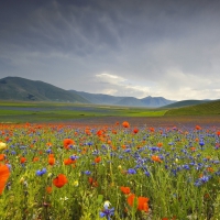 Poppy Field