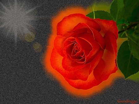 VIBRANT ROSE - orange, creation, rose, vibrant