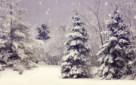 perfect winter - tree, flakes, winter, snow