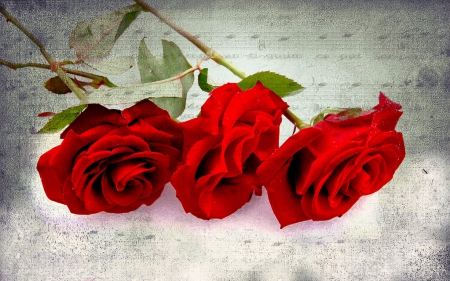 the sound of love - red, flower, love, rose