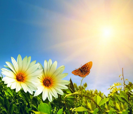 Beauty Under The Sun - sunflowers, yellow, beautiful, blue sky, sunshine, spring, grass, lovely, flowers, white, green, butterfly