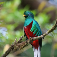 Quetzal bird