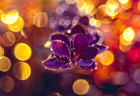 Flower - purple, flower, photography, soft