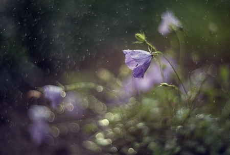 Flower - purple, flower, photography, soft