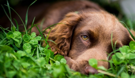 Dog - clover, dog, green, grass