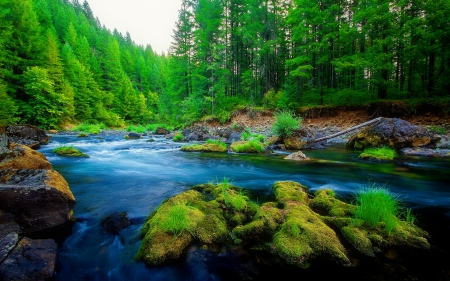 Forest river - nature, trees, forest, flow, beautiful, river, stream, creek