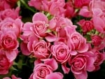 Pink Roses