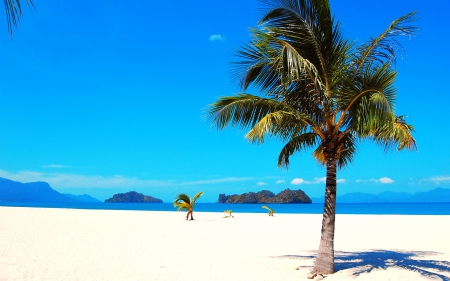 Palm Tree on Tropical Beach - oceans, nature, beaches, sky, trees, blue, palms, sea