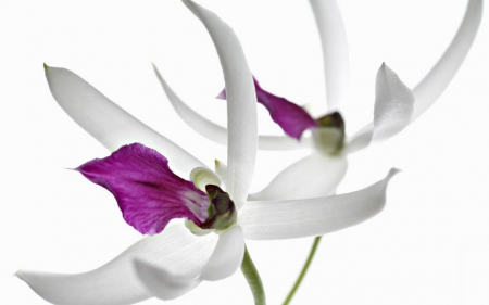 Beautiful Flowers - flowers, white, petals, nature