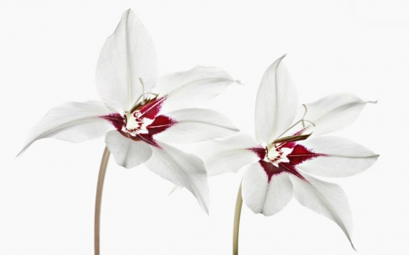 Sword Lily - white, flowers, lily, petals