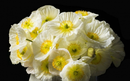 Bouquet of White Poppies - flowers, bouquet, white, poppies