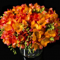 Orange Freesias