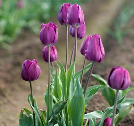 Purple Tulips - tulip, flower, purple, amazing