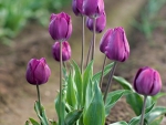 Purple Tulips