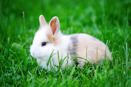 am i pretty - easter, green, bunny, grass