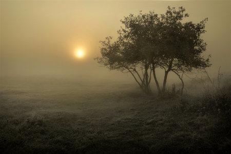 Fog at sunset - tree, fog, nature, sunset