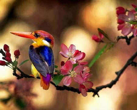 Kingfisher - bird, small, flowers, colorful