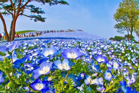 Carpet of Flowers - blossoms, spring, landscape, blue