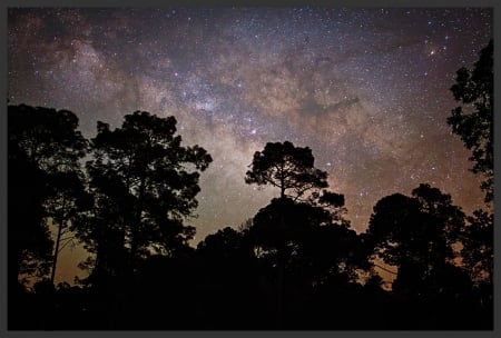 night sky - space, forest, cool, fun, nature, stars