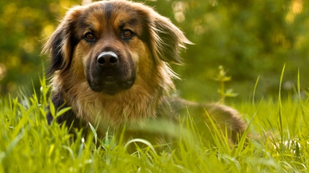 Dog - Dog, head, grass, rest