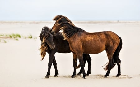 Two wild horses - horses, beach, Two, wild, animals