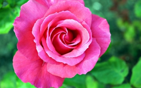 Pink rose - flower, rose, pink, macro, green