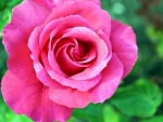 Pink rose